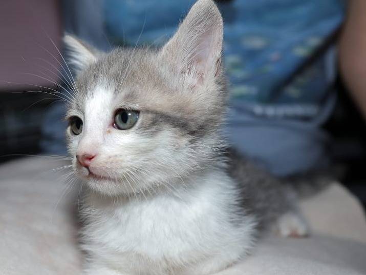 Vuoi adottare un gatto a Brescia?