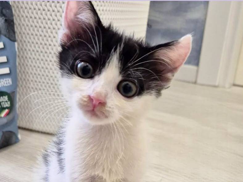 Adozione gatto, femmina, Razza sconosciuta Razza sconosciuta, 2 mesi, taglia non valida, Torino