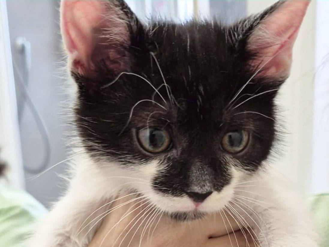 Adozione gatto, maschio, Razza sconosciuta Razza sconosciuta, 2 mesi, taglia non valida, Torino