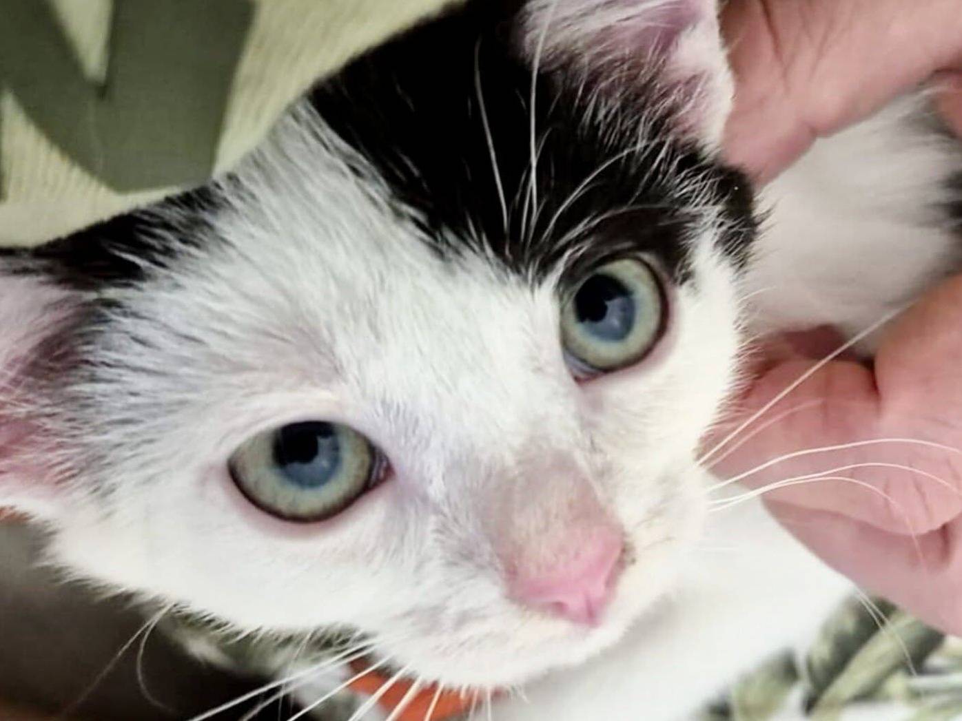 Adozione gatto, femmina, Razza sconosciuta Razza sconosciuta, 2 mesi, taglia non valida, Torino