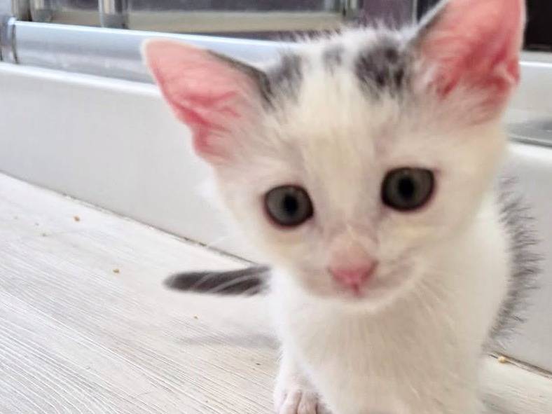 Adozione gatto, maschio, Razza sconosciuta Razza sconosciuta, 2 mesi, taglia non valida, Torino