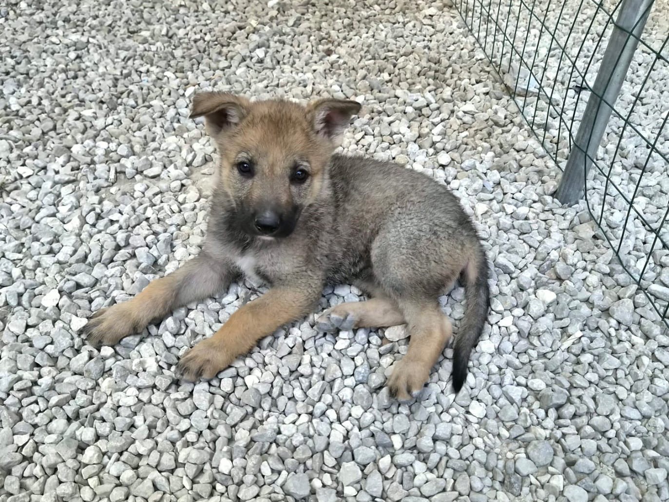 Adozione cane, femmina, Razza sconosciuta Razza sconosciuta, 2 settimane, taglia grande, Ragusa