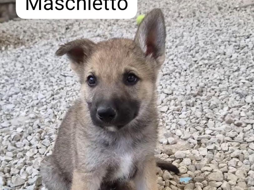 Adozione cane, maschio, Razza sconosciuta Razza sconosciuta, 2 settimane, taglia grande, Ragusa
