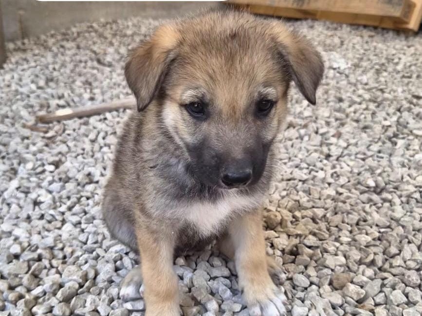 Adozione cane, maschio, Razza sconosciuta Razza sconosciuta, 2 settimane, taglia grande, Ragusa