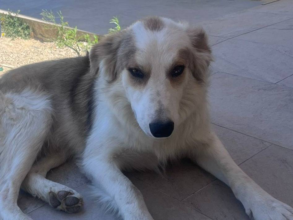 Vuoi adottare un cane a Palermo?