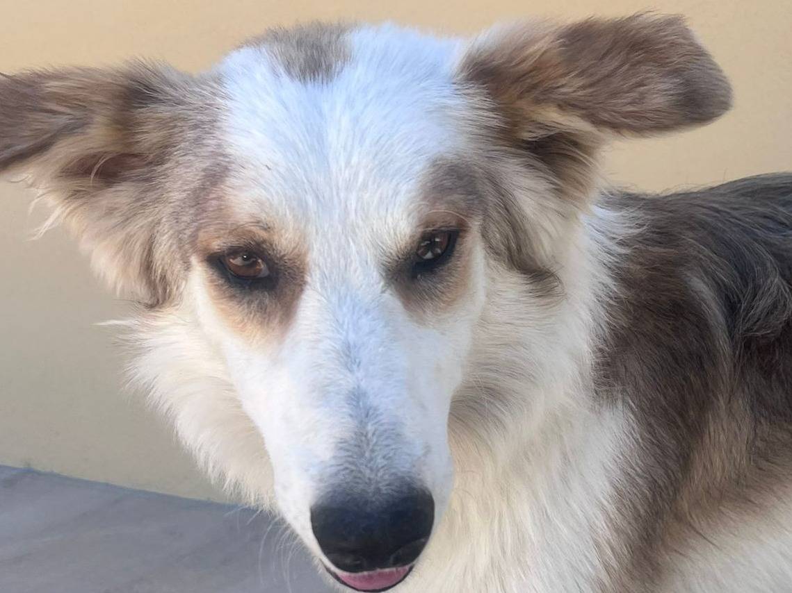 Adotta il cane Sam a Palermo