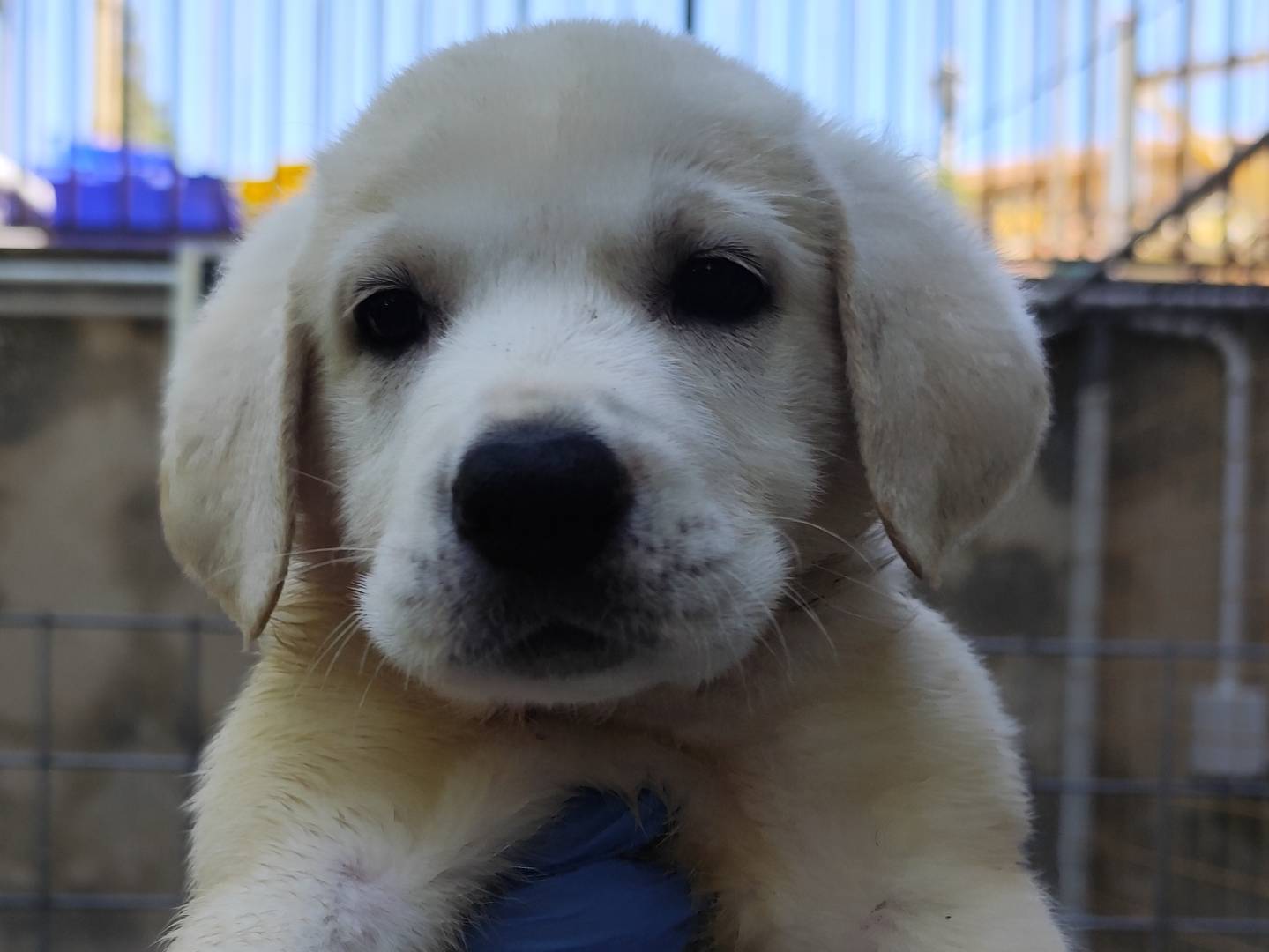 Vuoi adottare un cane a Palermo?