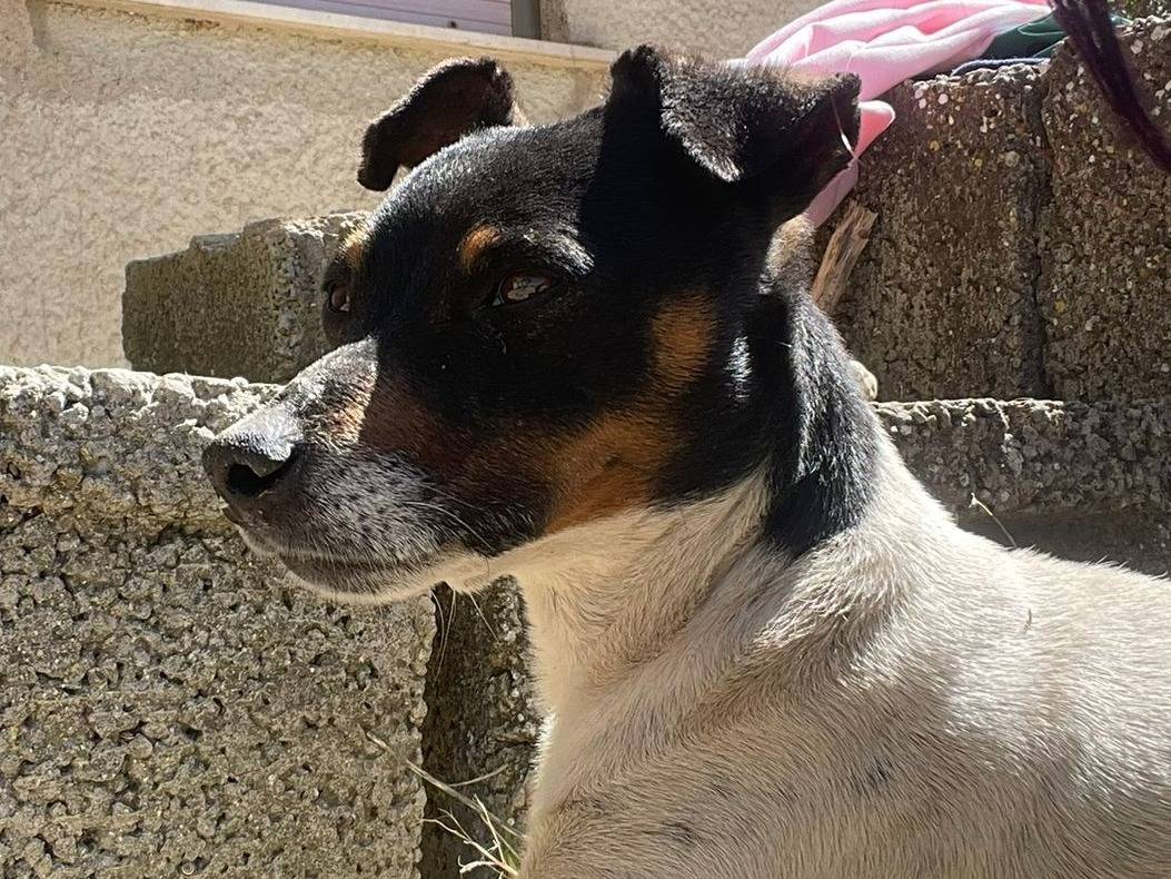Adozione cane, maschio, Jack Russell Terrier Razza sconosciuta, 4 anni e 7 mesi, taglia piccola, Palermo
