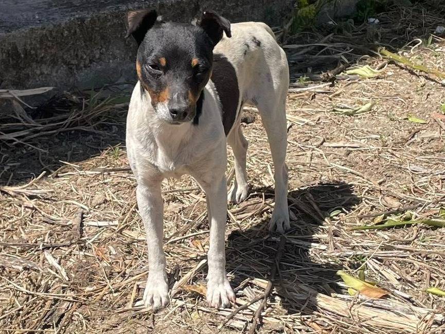Adotta un cane, maschio, 4 anni e 7 mesi, Palermo