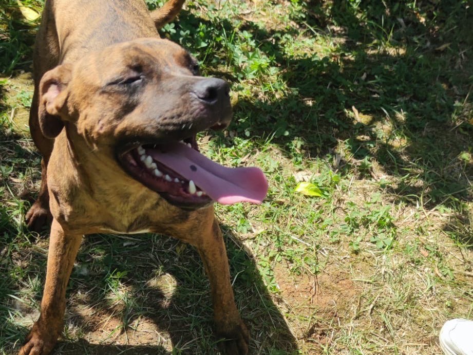 Adotta un cane, maschio, 1 anno e 1 mese, Latina