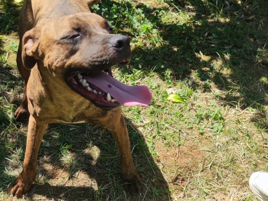 Adotta un cane, taglia media, maschio, Latina