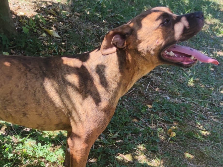 Adozione cane, maschio, Boxer Razza sconosciuta, 1 anno e 1 mese, taglia media, Latina
