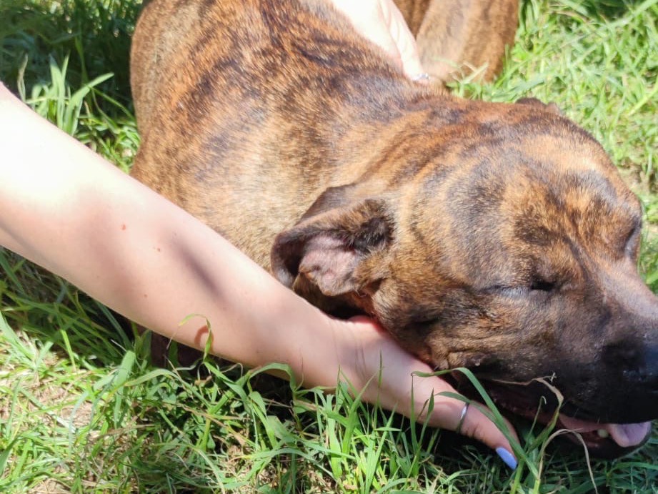 Vuoi adottare un cane a Latina?