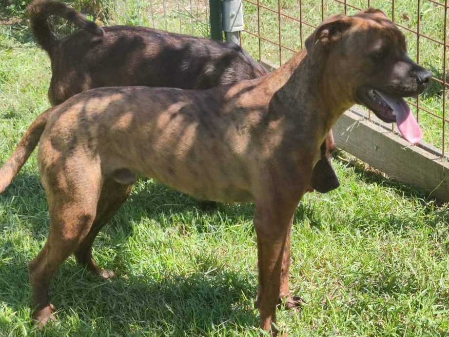 Adotta il cane Dodo a Latina
