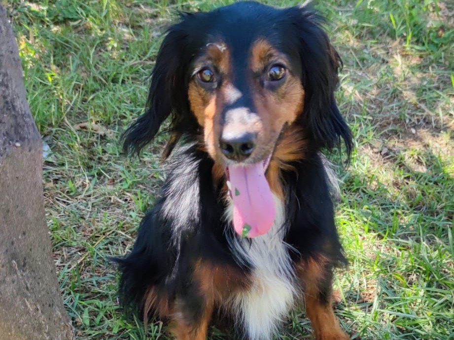 Adotta un cane, taglia media contenuta, femmina, Latina