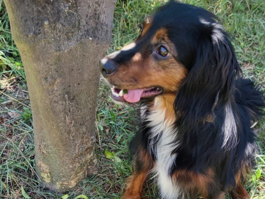 Adotta un cane, femmina, 3 anni e 5 mesi, Latina