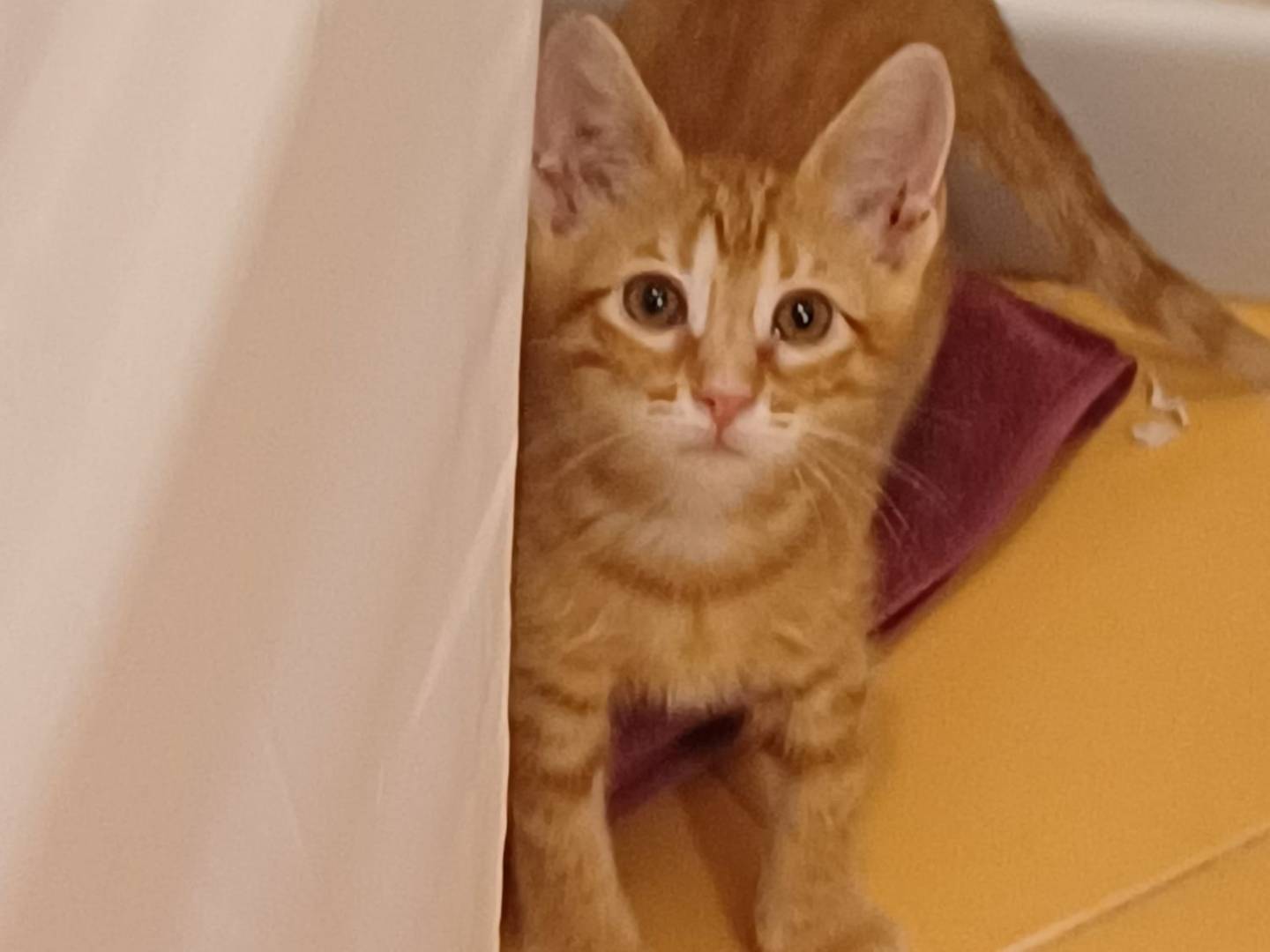 Adozione gatto, maschio, Razza sconosciuta Razza sconosciuta, 3 mesi, taglia non valida, Ferrara