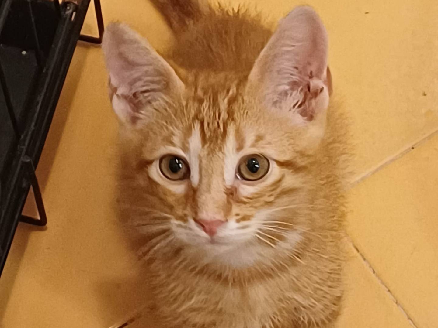 Adotta un gatto, maschio, 3 mesi, Ferrara
