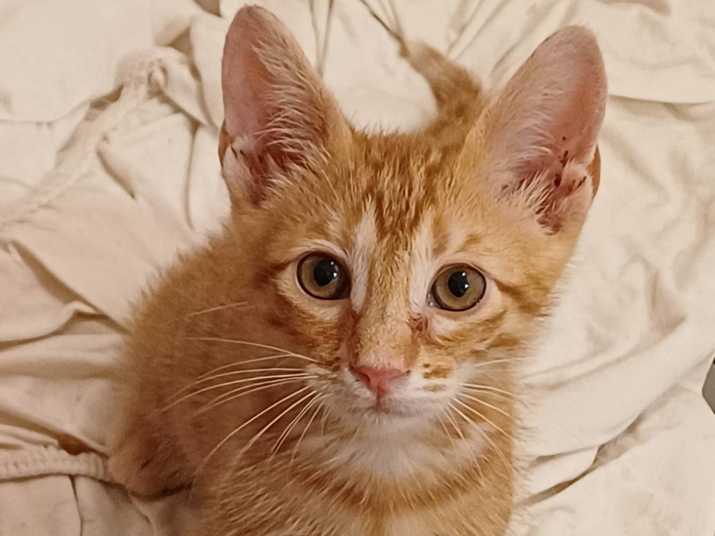 Adotta un gatto, taglia non valida, maschio, Ferrara