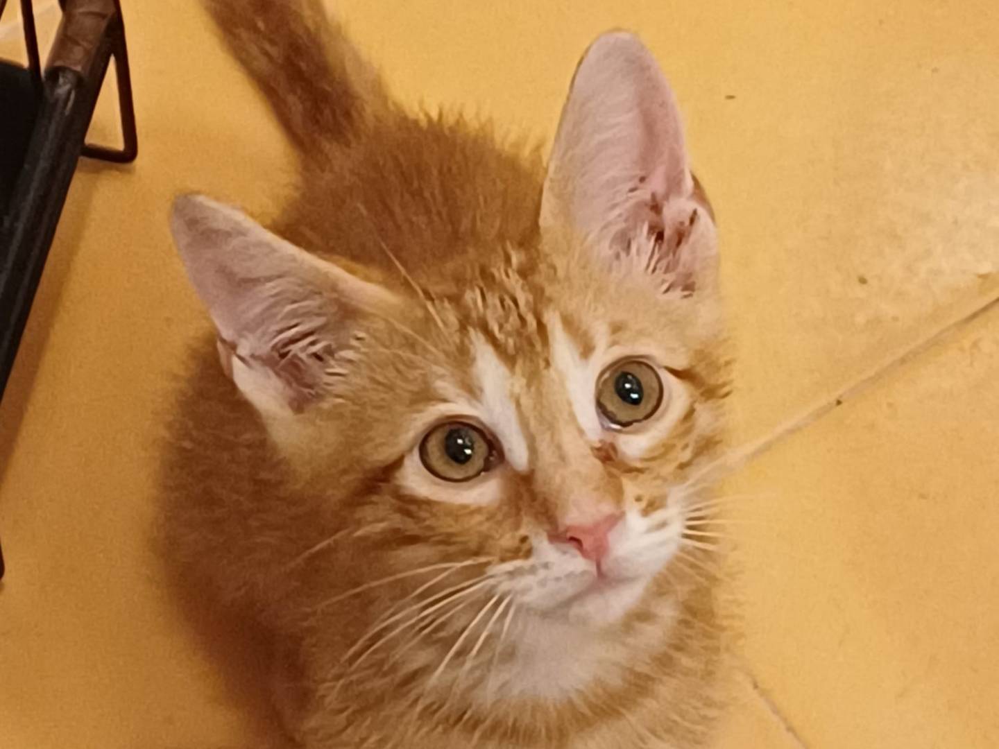 Vuoi adottare un gatto a Ferrara?