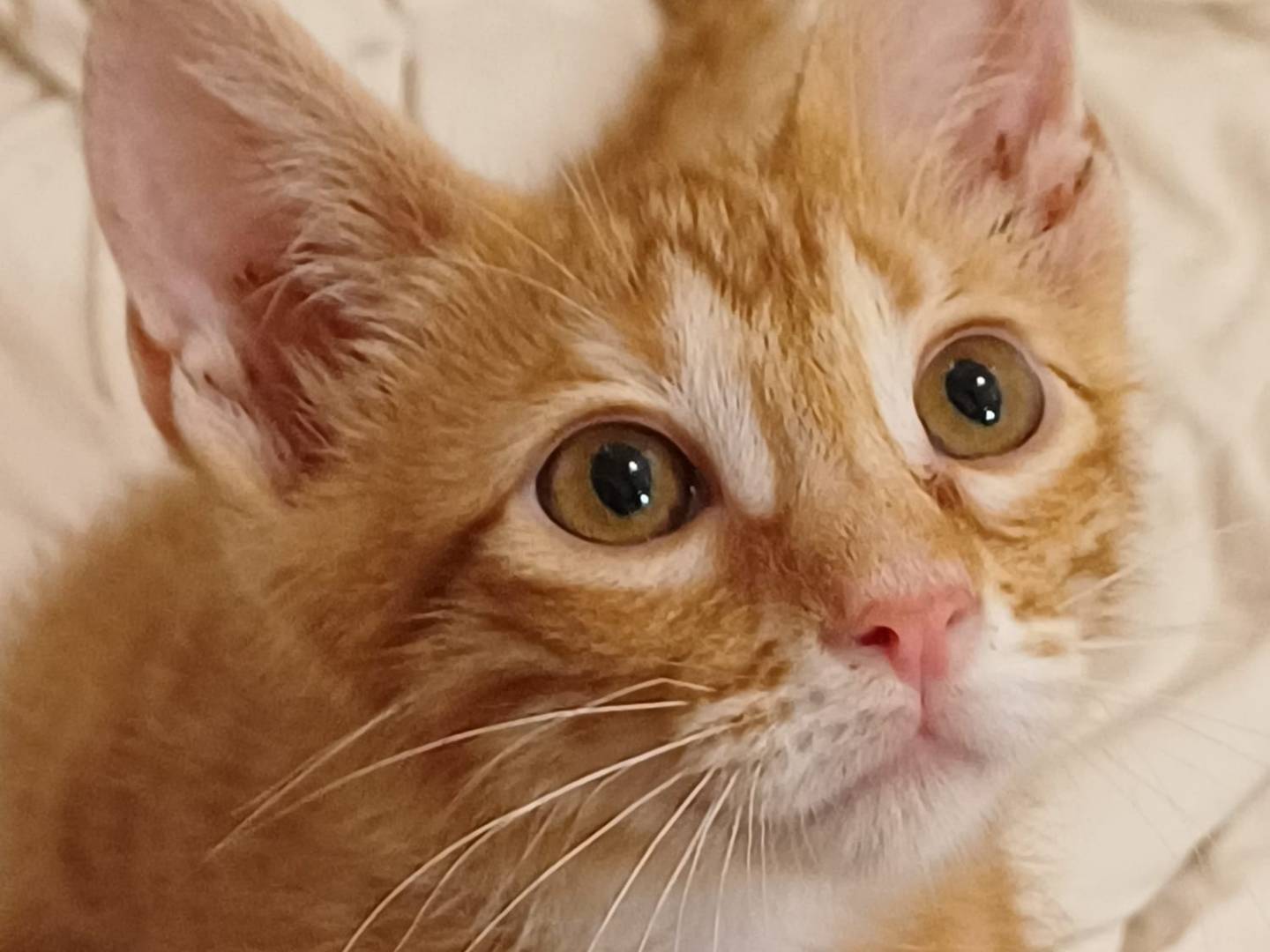 Adotta il gatto Zenzero  a Ferrara