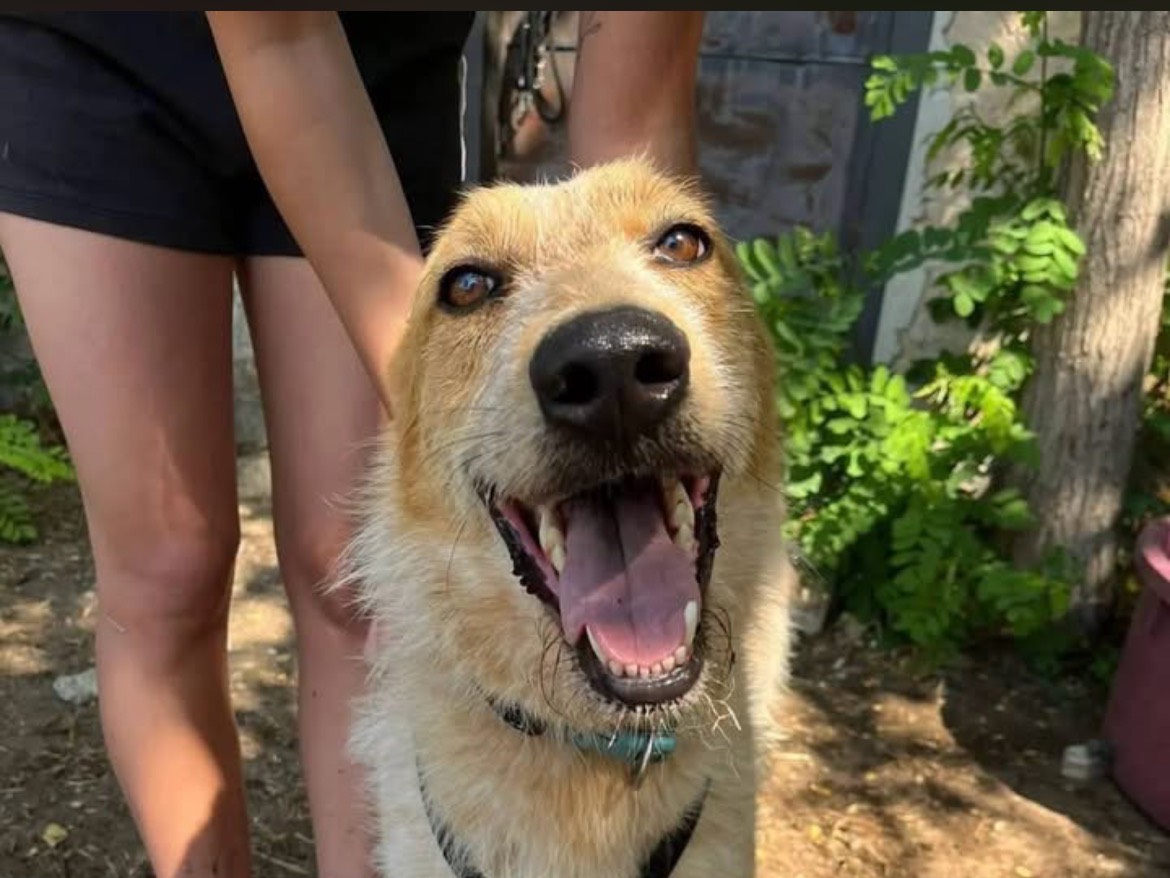 Adotta il cane DIEGO BIG a Caserta
