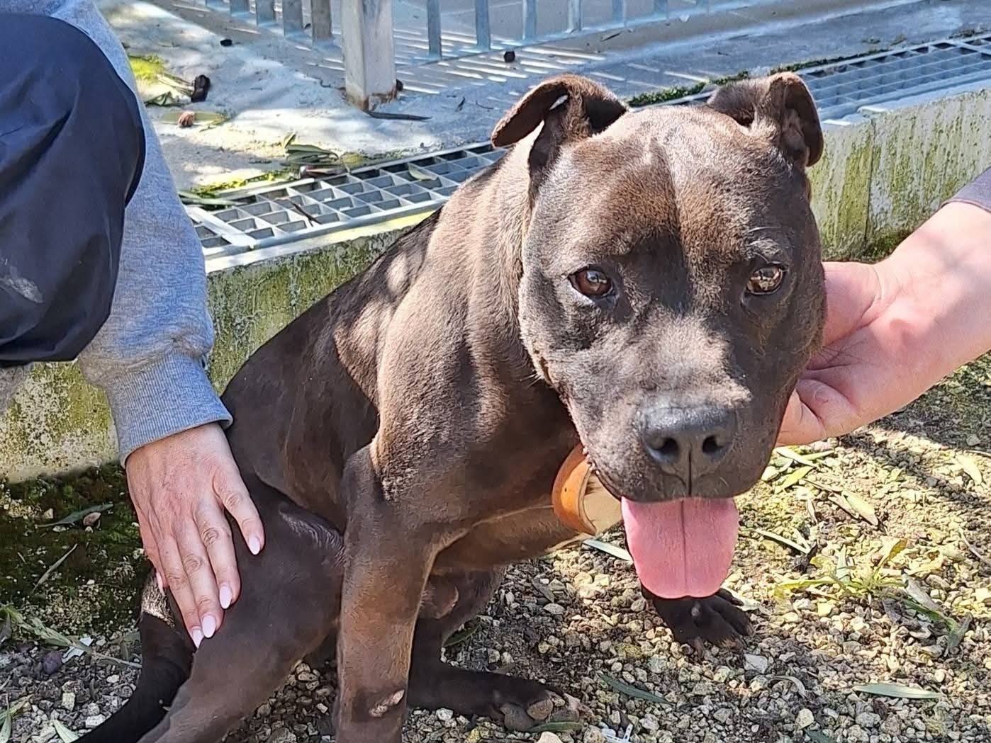 Adozione cane, maschio, Amstaff Razza sconosciuta, 6 anni e 1 mese, taglia media, Genova