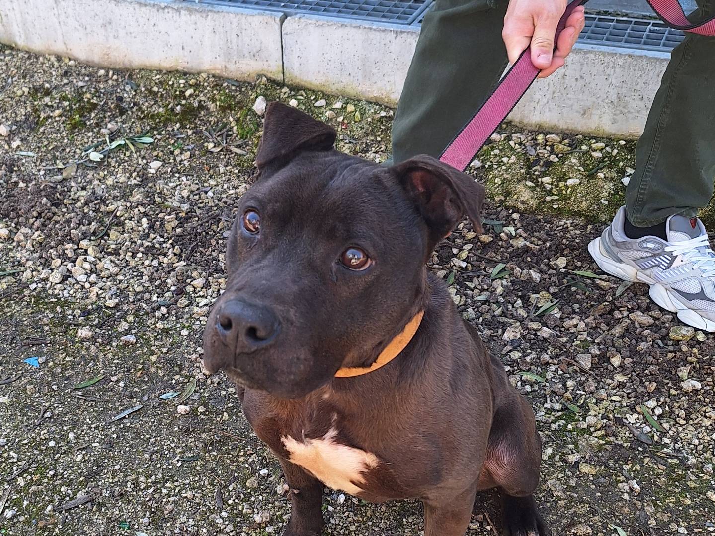 Adotta un cane, maschio, 6 anni e 1 mese, Genova
