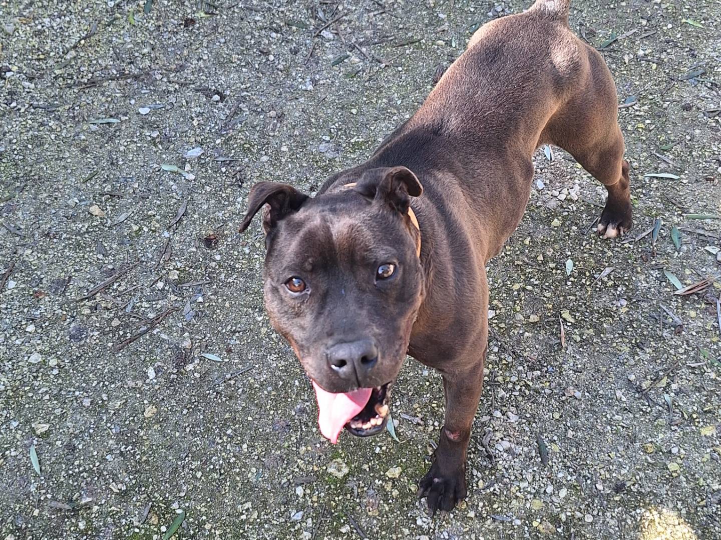 Adotta un cane, taglia media, maschio, Genova