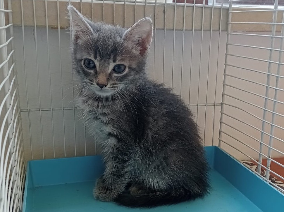 Adozione gatto, femmina, Razza sconosciuta Razza sconosciuta, 1 mese, taglia non valida, Torino