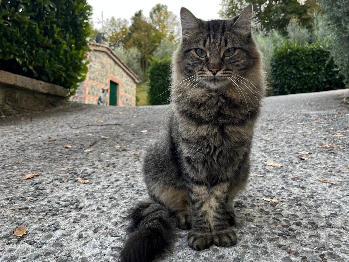 Adozione gatto, maschio, Razza sconosciuta Razza sconosciuta, 3 anni e 5 mesi, taglia non valida, Viterbo