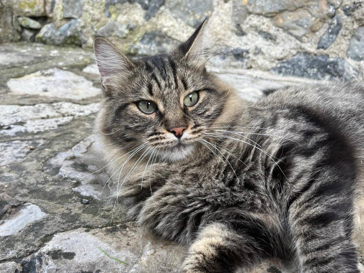 Adotta un gatto, maschio, 3 anni e 5 mesi, Viterbo