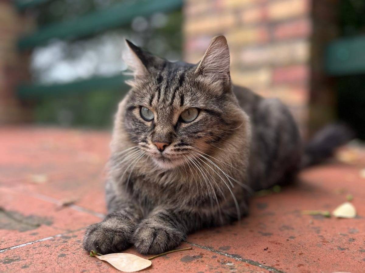 Adotta un gatto, taglia non valida, maschio, Viterbo