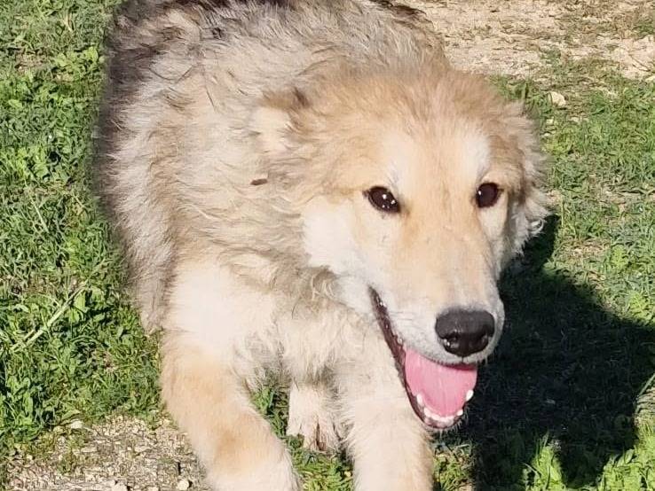 Adozione cane, femmina, Pastore maremmano Razza sconosciuta, 1 anno e 2 mesi, taglia grande, Siracusa