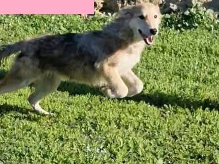 Adotta un cane, femmina, 1 anno e 2 mesi, Siracusa