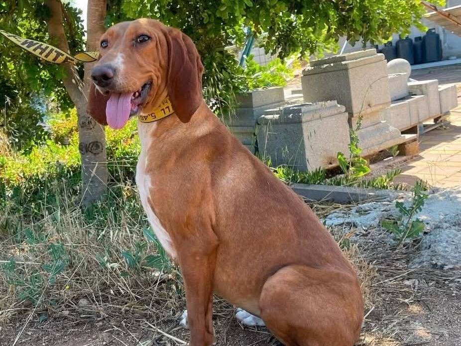 Adozione cane, femmina, Segugio Razza sconosciuta, 3 anni e 1 mese, taglia media, Pavia