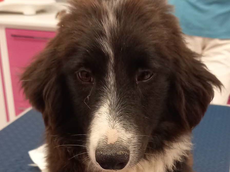 Vuoi adottare un cane a Catanzaro?