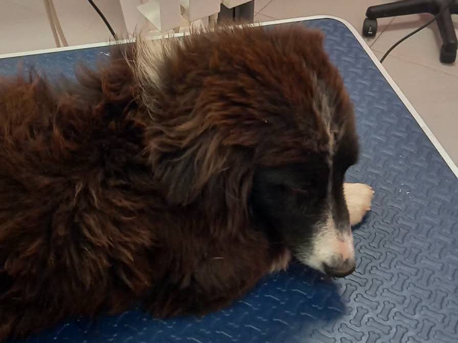 Adotta il cane Marcolino a Catanzaro