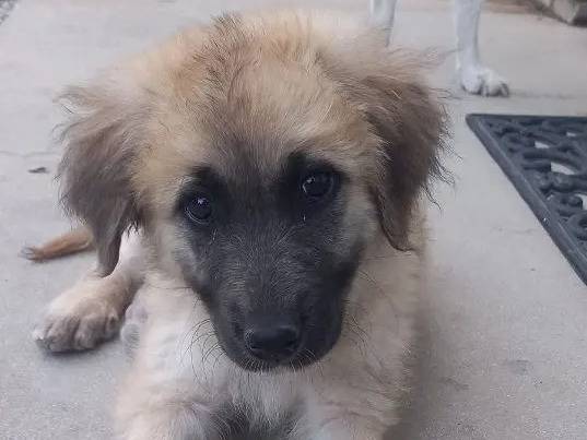 Adozione cane, femmina, Razza sconosciuta Razza sconosciuta, 2 mesi, taglia media, Catanzaro
