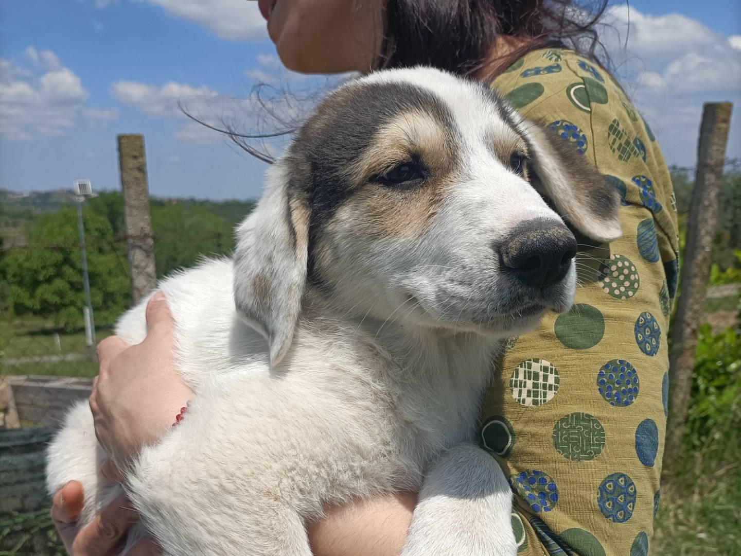Adozione cane, maschio, Razza sconosciuta Razza sconosciuta, 4 mesi, taglia media, Potenza