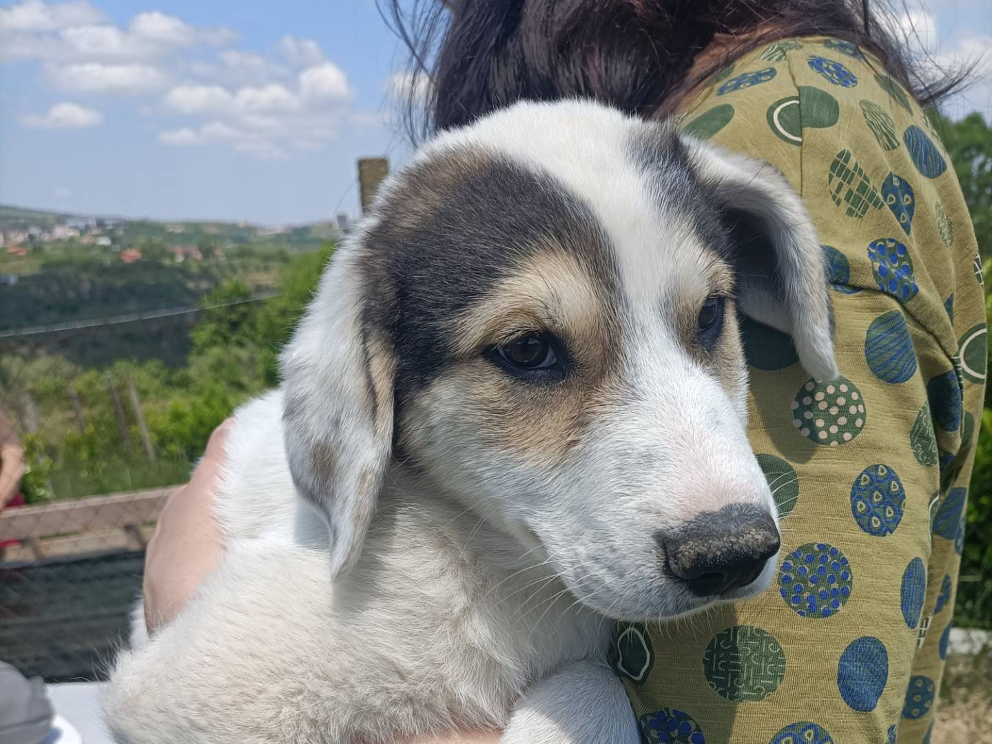 Adotta un cane, maschio, 4 mesi, Potenza