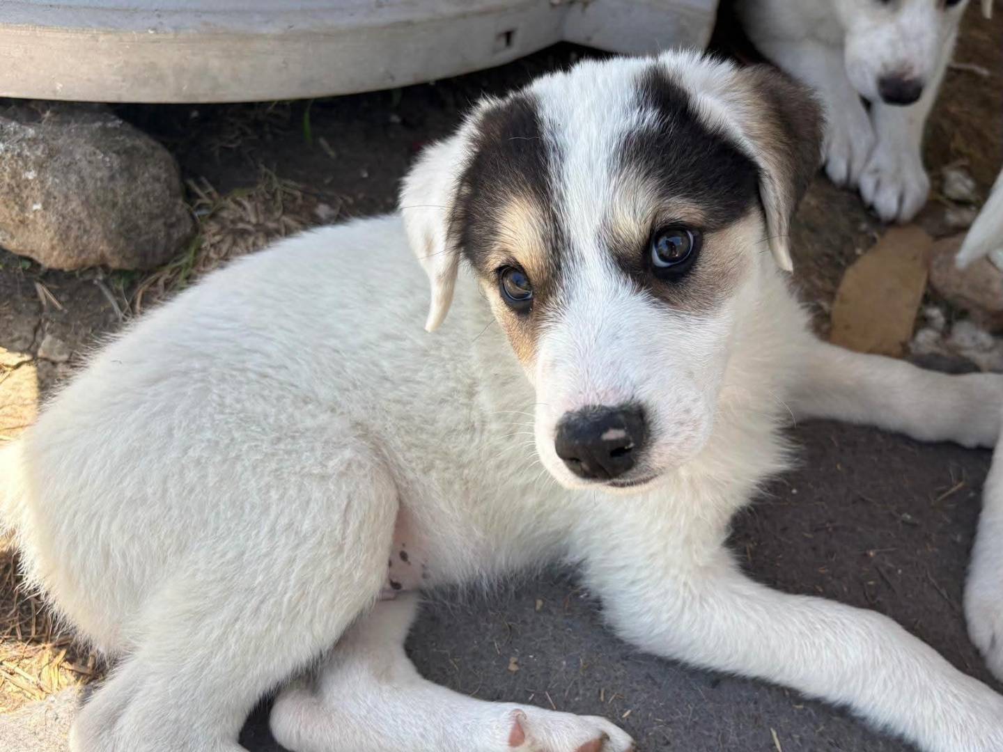 Adotta un cane, maschio, 3 mesi, Potenza