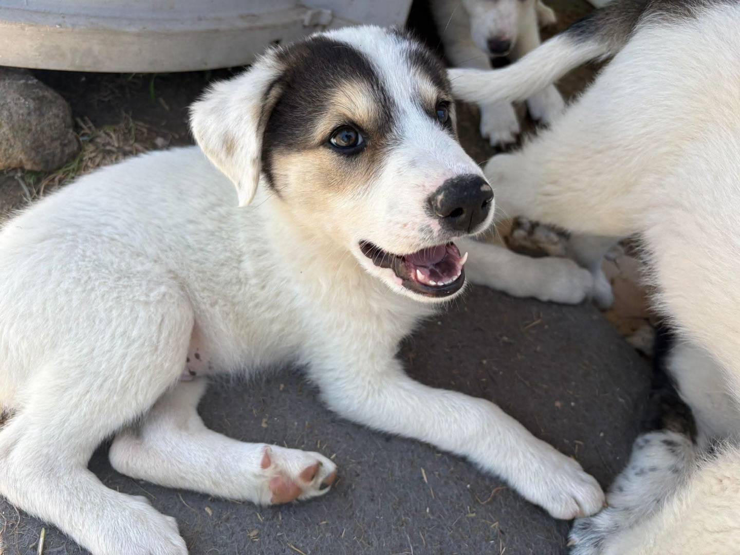 Vuoi adottare un cane a Potenza?