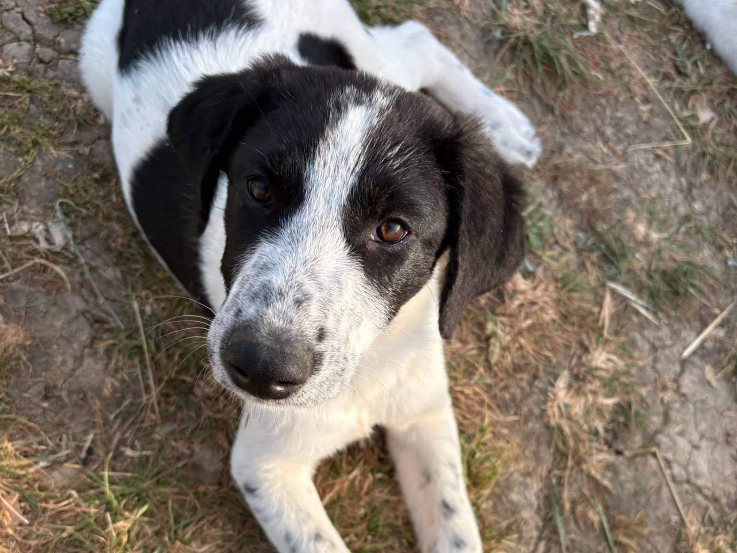 Adozione cane, femmina, Razza sconosciuta Razza sconosciuta, 4 mesi, taglia media, Potenza