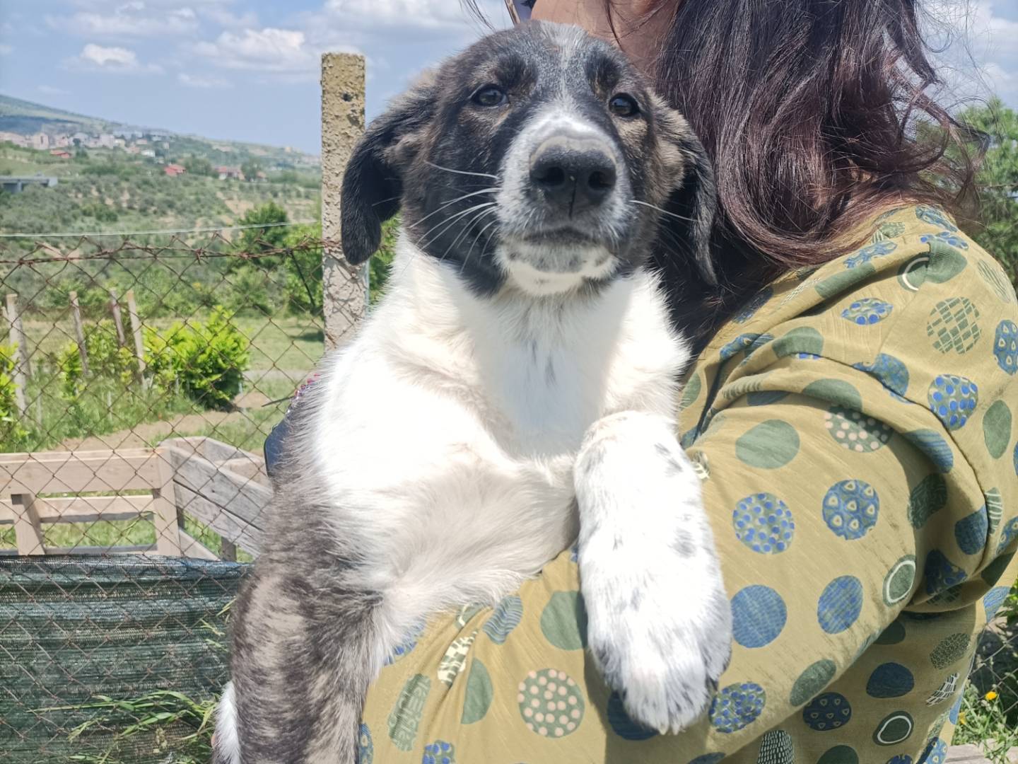 Adozione cane, femmina, Razza sconosciuta Razza sconosciuta, 4 mesi, taglia media, Potenza
