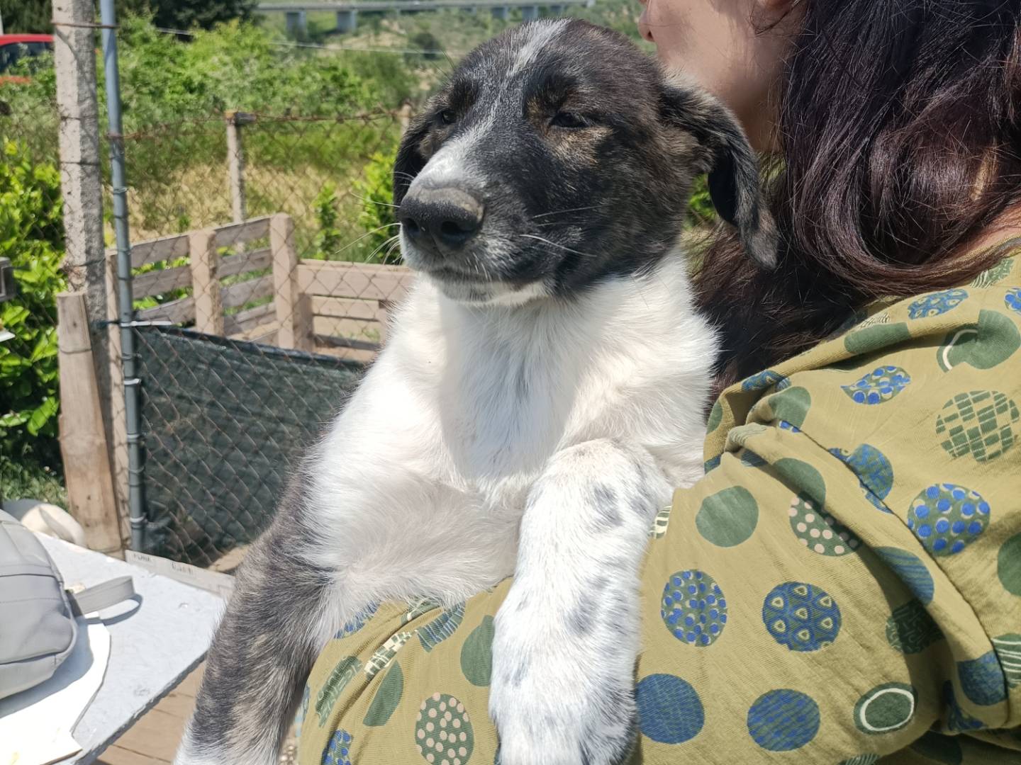 Adotta un cane, femmina, 4 mesi, Potenza