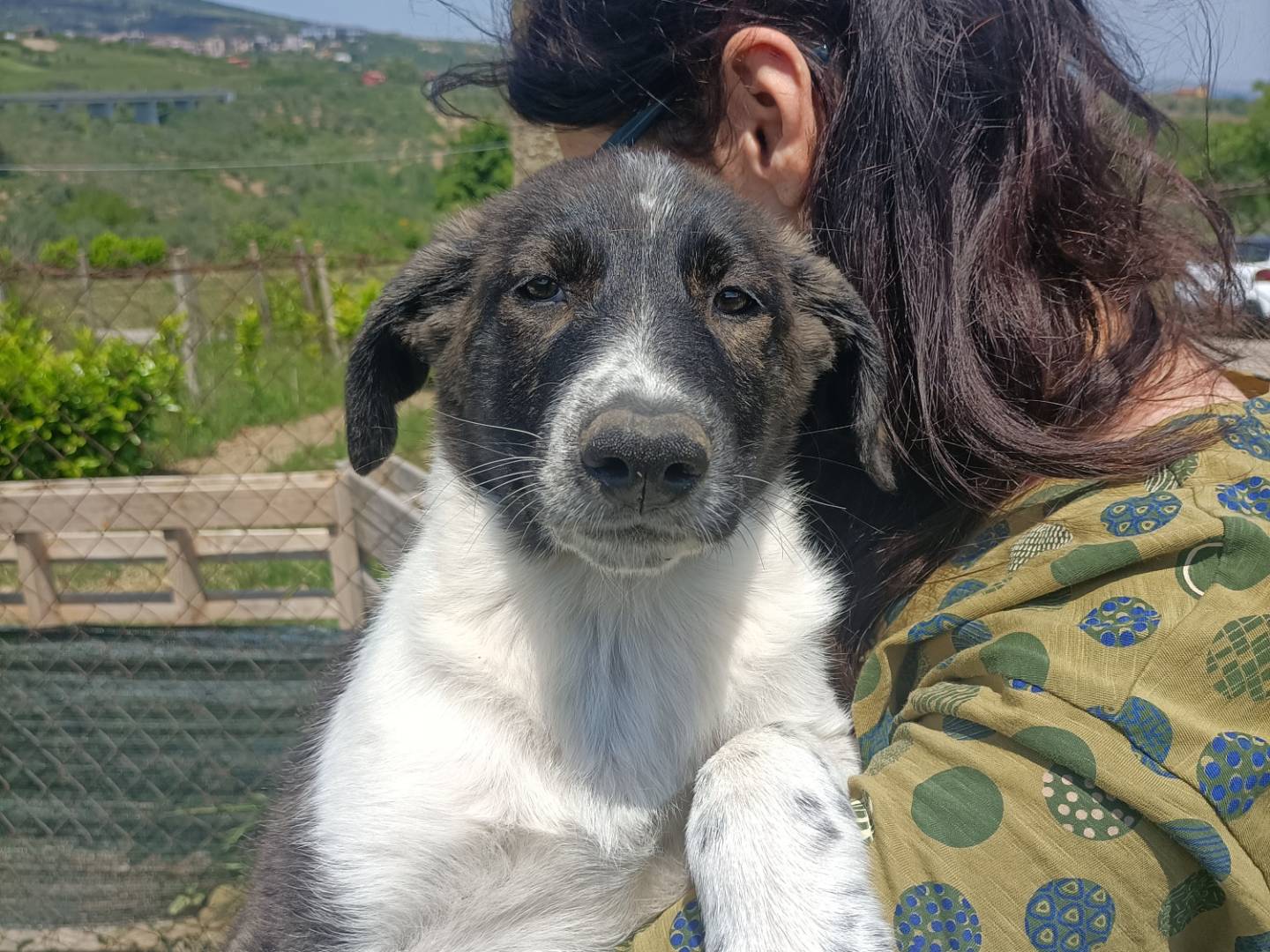 Adotta un cane, taglia media, femmina, Potenza