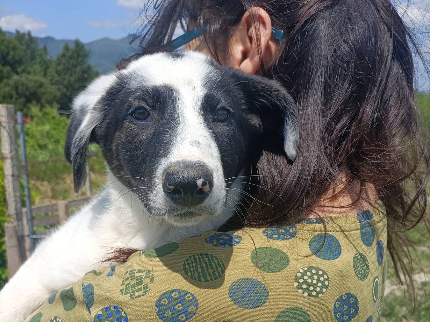 Adozione cane, femmina, Razza sconosciuta Razza sconosciuta, 4 mesi, taglia media, Potenza