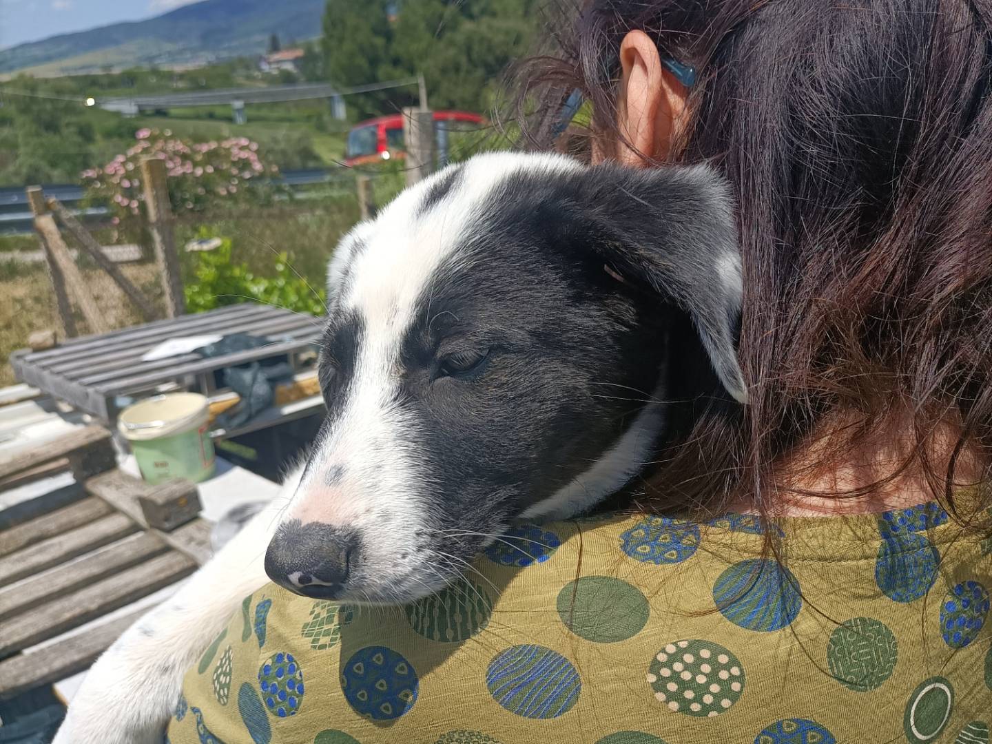 Adotta un cane, taglia media, femmina, Potenza