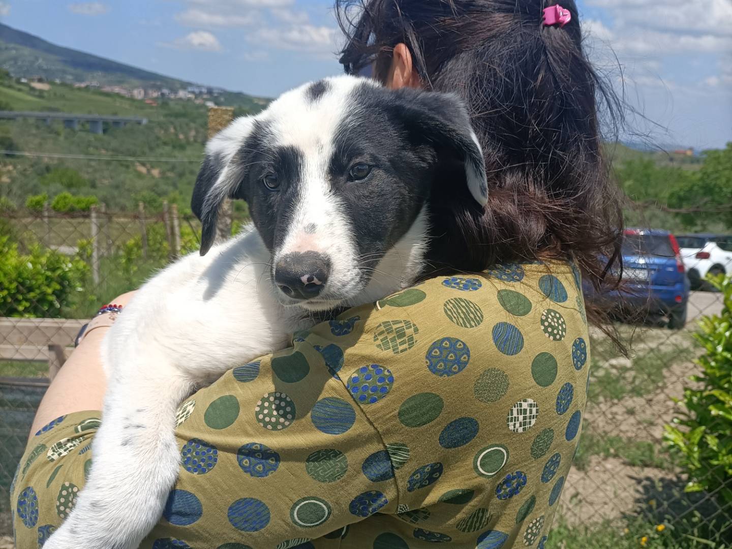 Vuoi adottare un cane a Potenza?